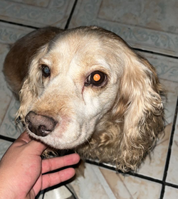 Cocker