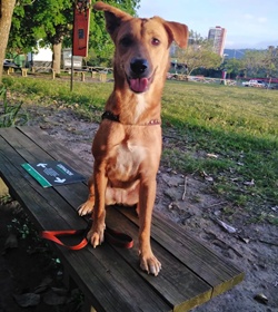 Canela jaco