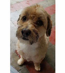 Oddie cativo rodr%c3%adguez