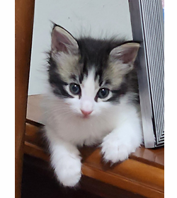 Oreo ramirez
