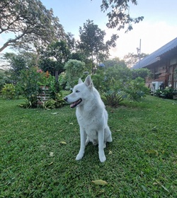 Tobi fuentes