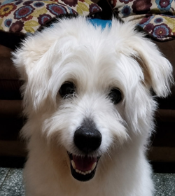 Roco guardado