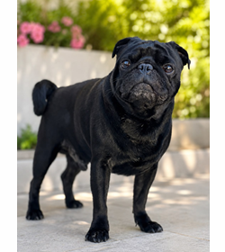Puchi sparky pug