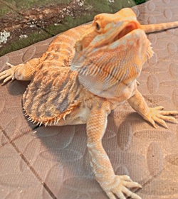Mezcal chon pineda