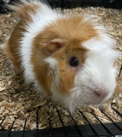 Fluffy delgado