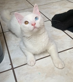 Haku hurtado