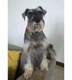 Pepita tarazi
