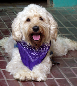 Bengie portillo