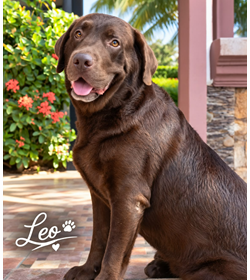 Leo mej%c3%ada