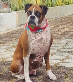 Chata rivera espinoza